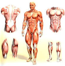 Մկանների կառուցվածքը և գործողությունները – Միլենա Քամալյան🧸