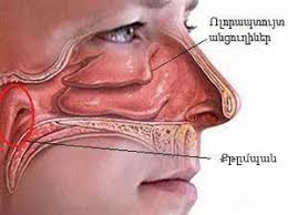 Շնչառության նշանակությունը — դաս։ Կենսաբանություն, 8-րդ դասարան.